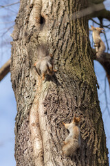three squirrels on a tree trunk