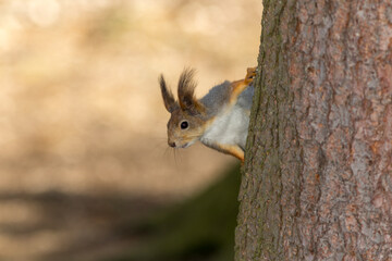 portrait of a squirrel
