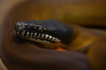 Beautiful colorful texture of a poisonous snake.