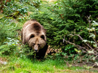Bär