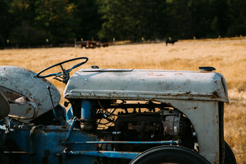 Closeup of tractor in field with cows in the background