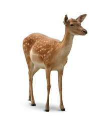 Dappled deer on white background