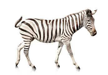 Fototapeta na wymiar Beautiful zebra on white background