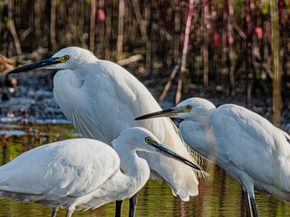 小牧山城の見える農業地域の自然
鳥の楽園　白鷺たち