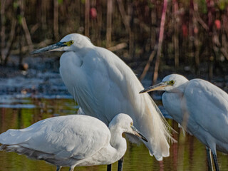 小牧山城の見える農業地域の自然
鳥の楽園
一休み中の白鷺たち