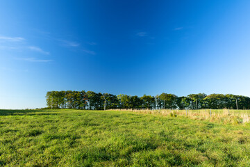 日本の秋の高原の牧場放牧場