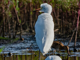 小牧山城の見える農業地域の自然
白鷺の後ろ姿