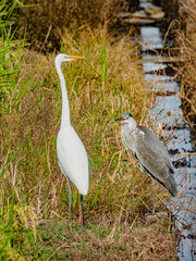 小牧山城の見える農業地域の自然
鳥の楽園　白鷺と青鷺