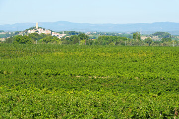 Fototapeta na wymiar Vineyards around Colombiers and Beziers, Herault, Languedoc Roussillon, France