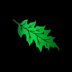 leaf on black background