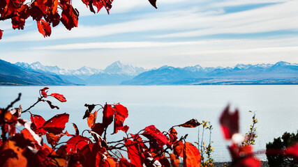 Beautiful Lake Pukaki with Mt Cook in the background framed by autumn red leaves, Mackenzie Basin, South Island.