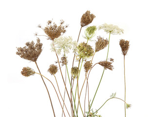 Daucus carota autumn flowering dry wild grasses or herbs isolated on white background. Autumn meadow flowers with umbels wildflowers and plants. - obrazy, fototapety, plakaty