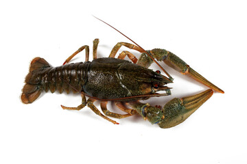 Crayfish isolated on white background, close-up