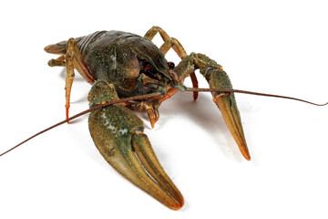 Crayfish isolated on white background, close-up