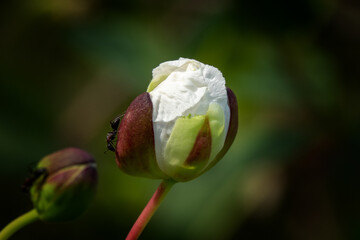 Flower photos from natural environments