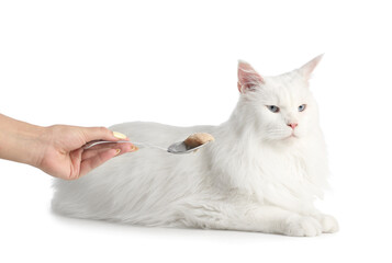 Owner feeding cute cat on white background
