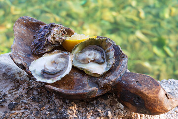 Freshly caught oysters on a wooden plate in the form of a tree leaf. Restaurant on the shores of...
