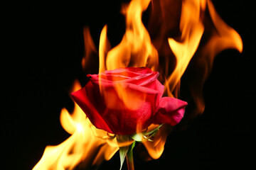 Beautiful rose in flame on dark background