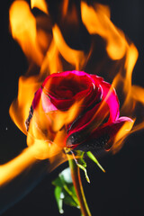 Beautiful rose in flame on dark background