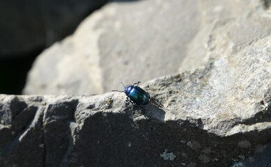 sweet cute skyblue mintbeetle scrambling over rocks for its favorite mint plant in the morning sun - macro - chrysolina coerulans
