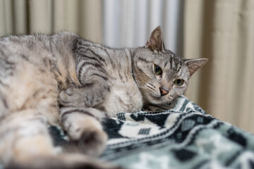 甘えるしぐさ　サバトラ猫