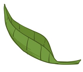 Green foliage of flora, spring or summer revival