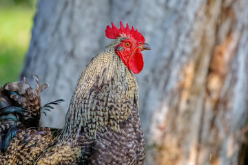 Gray trout rooster in the garden near the tree close up in profile