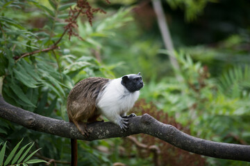 Portrait of bicolor tamarin standing on tree branch