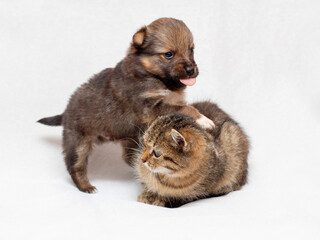A small puppy is playing with a kitten. Kitten and puppy together on a light background
