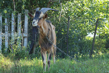 A brown goat with sharp horns grazes in the field. Portrait of a goat on a farm in a summer village. Beautiful animal posing. Copy space - farming concept, livestock food, mammal