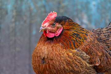 Brown motley chicken on a dark blue background, portrait of a chicken in profile