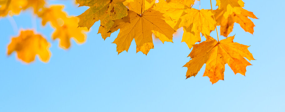 yellow maple leaves, autumn natural background