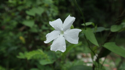 Close up of a five petal white flower with rain droplets