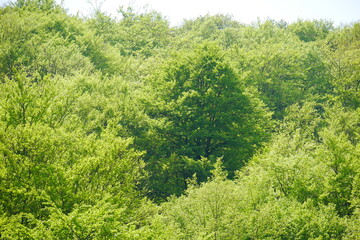 view into the treetops of a green spring forest with deciduous trees