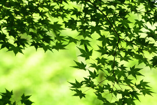 Dark green leaves of maple tree on bright green background. 