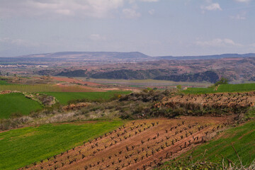 Fototapeta na wymiar Paisaje de viñedos en invierno de La Rioja Alta.