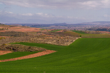 Fototapeta premium Paisaje de viñedos en invierno de La Rioja Alta.