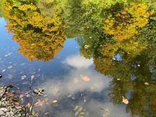 Autumn trees with colorful leaves, reflection on the pond, autumn park