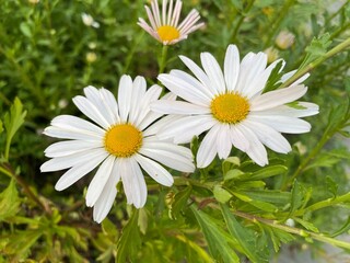Fototapeta premium daisy in the grass