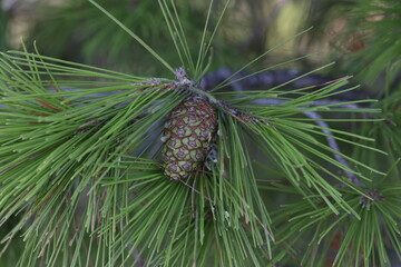 Green resinous cones on pine branches in Croatia