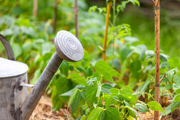 Au potager - Vieil arrosoir en métal dans un rang d'haricots verts © Olivier-Tuffé