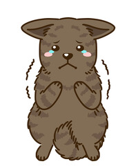 怯える甲斐犬（赤虎毛）