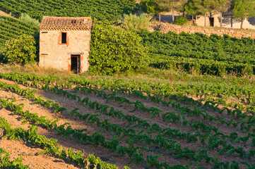 Vineyard stone hut, Orb Valley, Languedoc Roussillon, France