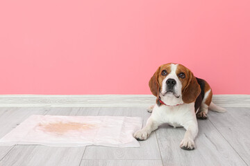 Cute dog near underpad with wet spot on floor