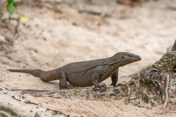 A monitor lizard crawls on the sand on the island of Sri Lanka