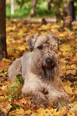 Funny irish soft coated wheaten terrier. A fluffy dog lies in autumn leaves on a sunny day.