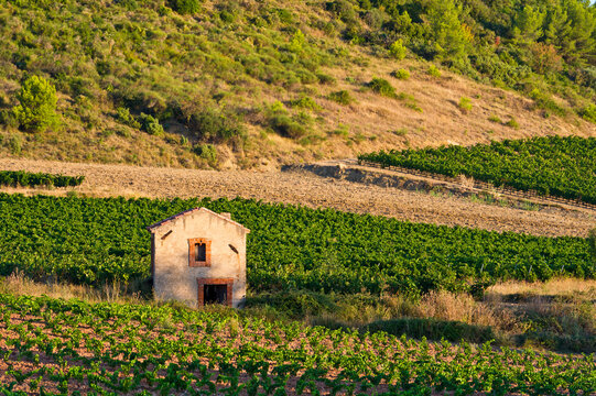 Vineyard stone hut, Orb Valley, Languedoc Roussillon, France