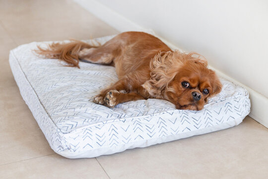 Dog on its bedding