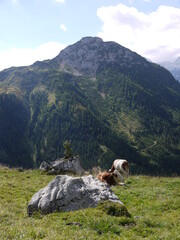 Die Kammerlingalm