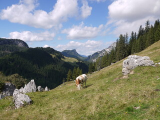 Die Kammerlingalm